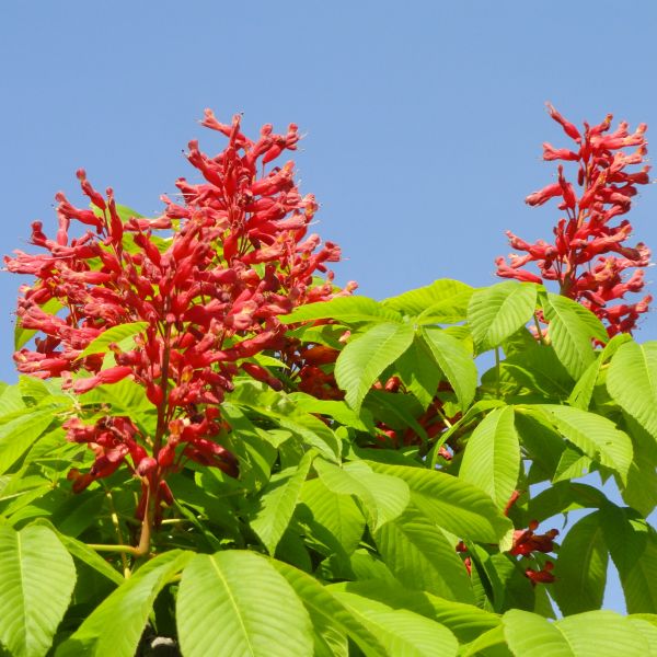 Red Buckeye