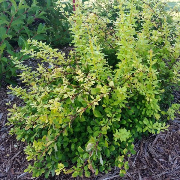 Sunjoy&reg; Citrus Barberry