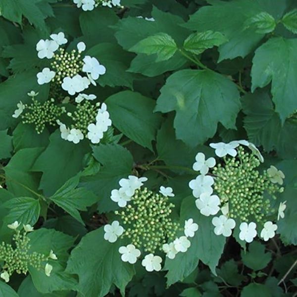 Spring Green Compact Cranberrybush Viburnum