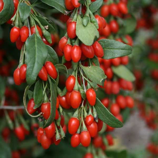 Goji Berry Plant