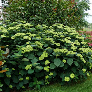 Invincibelle Sublime™ Smooth Hydrangea