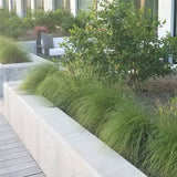 Prairie Dropseed Grass