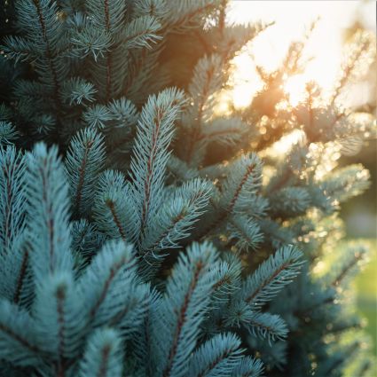 Columnar Blue Spruce