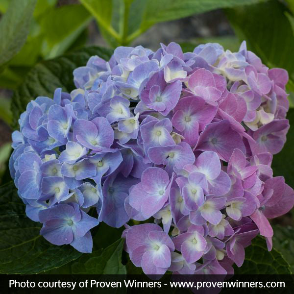 Let's Dance&reg; Blue Jangles&reg; Reblooming Hydrangea