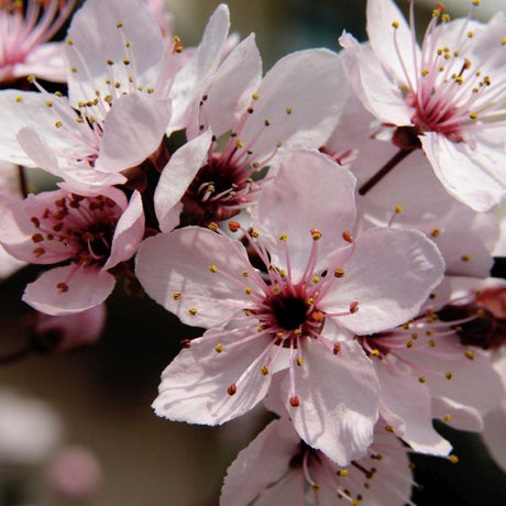 Arkansas Black Apple Tree