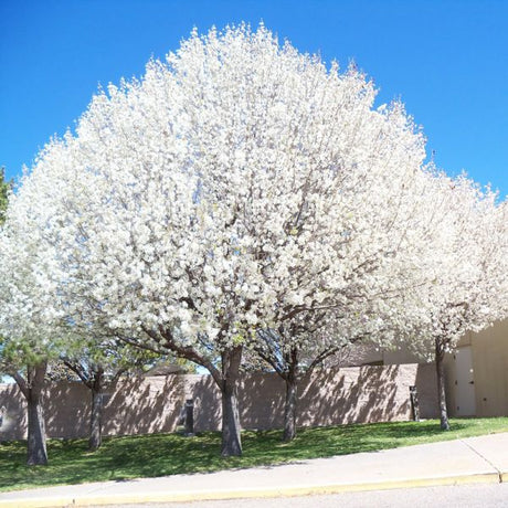 Aristocrat Flowering Pear