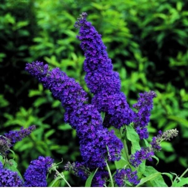 Purple Emperor&trade; Butterfly Bush