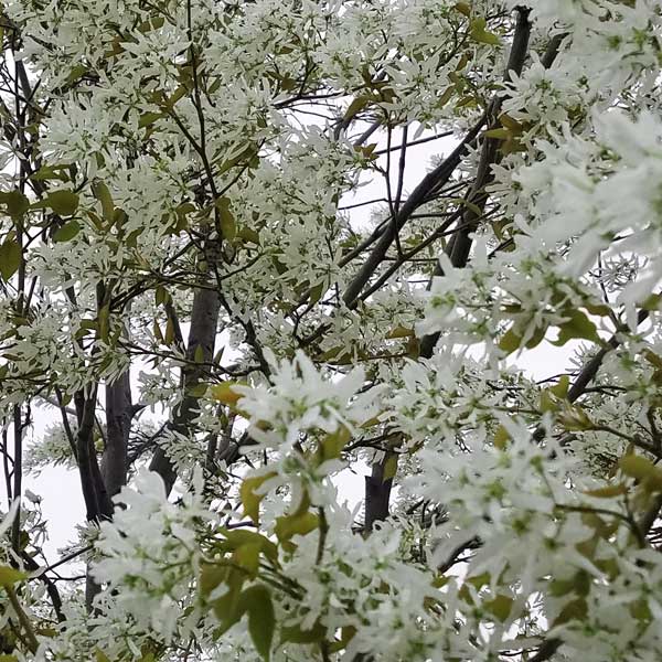 Autumn Brilliance Serviceberry