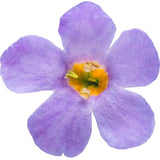 Snowstorm&reg; Blue Bacopa