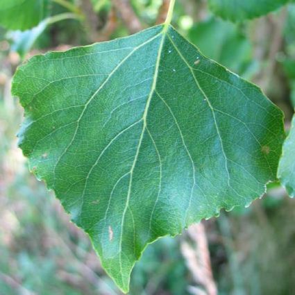 Lombardy Poplar