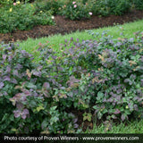 Double Play&reg; Blue Kazoo&reg; Spirea