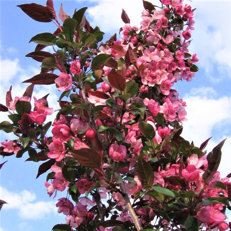 First Editions&reg; Gladiator&trade; Crabapple