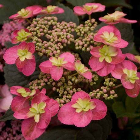 Tuff Stuff&trade; Red Mountain Hydrangea