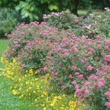 Double Play Doozie&reg; Spirea