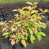 Prairie Fire Dogwood