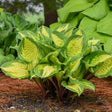 Island Breeze Hosta