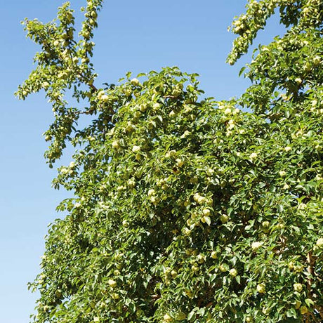 White Shield Osage Orange Tree