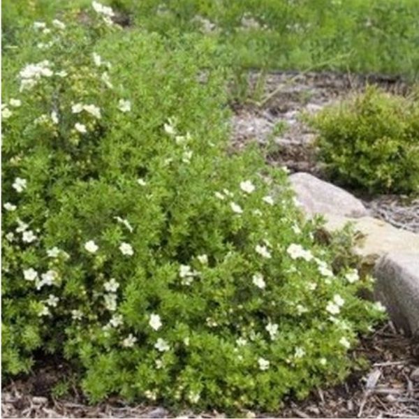 McKays White Potentilla