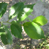 Regal Elm