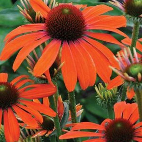 Butterfly&trade; Julia Coneflower