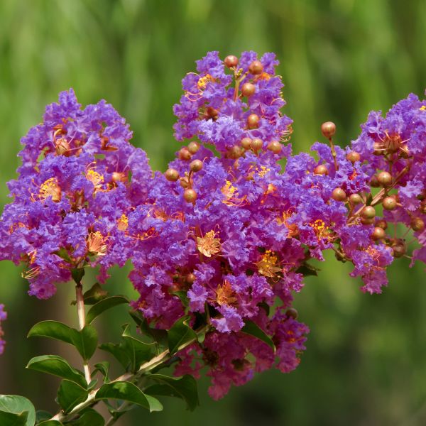 Zuni Crape Myrtle