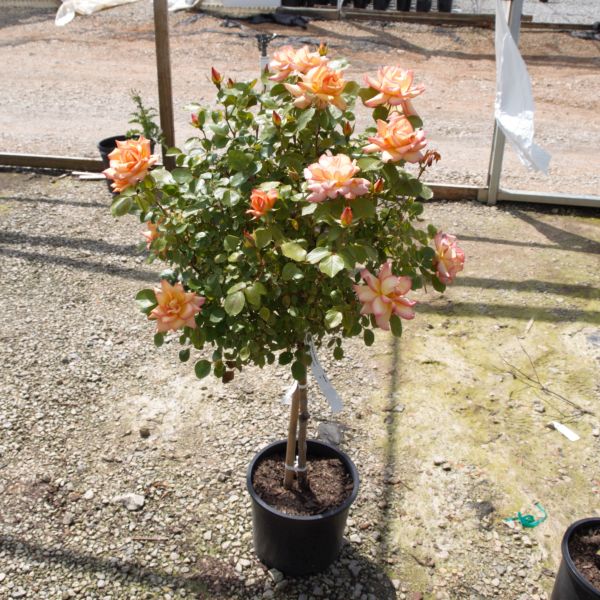 Rainbow Sorbet Rose Tree