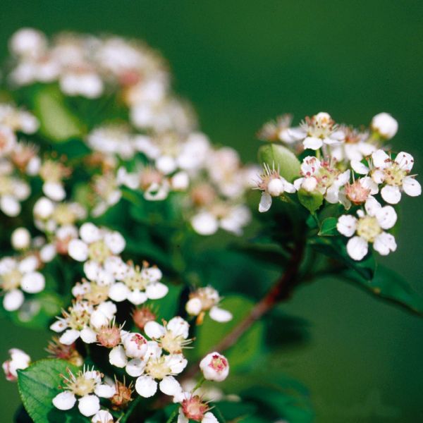 Autumn Magic Black Chokeberry