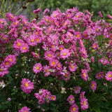 Fall in Love® Sweetly Japanese Anemone