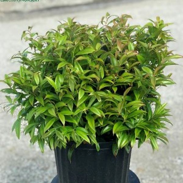 Squirt&trade; Compact Leucothoe