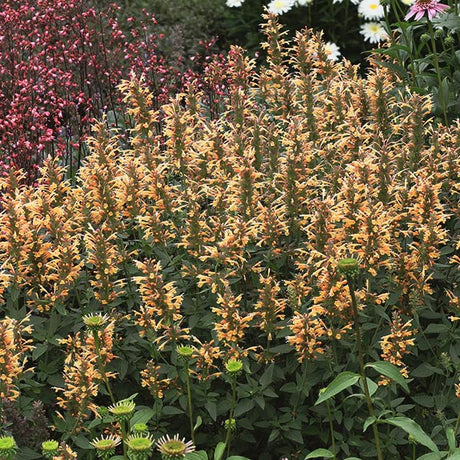 Kudos Gold Hyssop