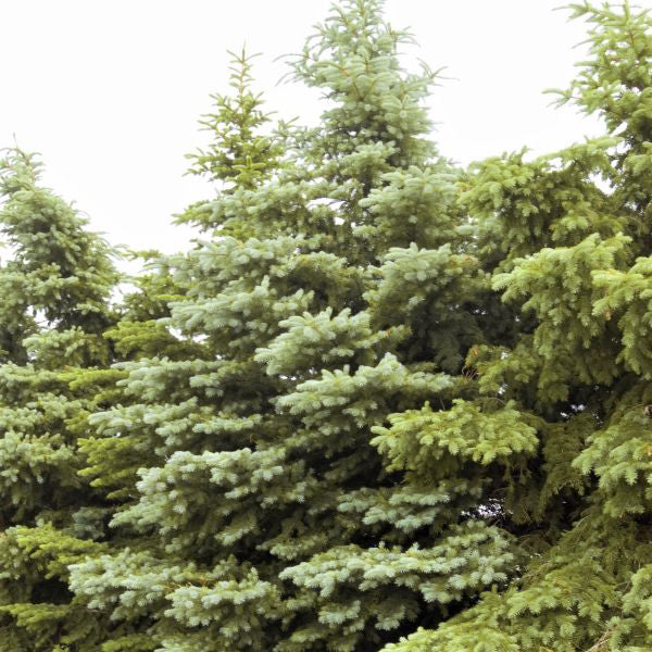 Colorado Spruce