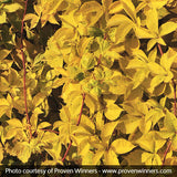 Yellow Wall Virginia Creeper