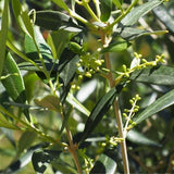 Manzanillo Olive