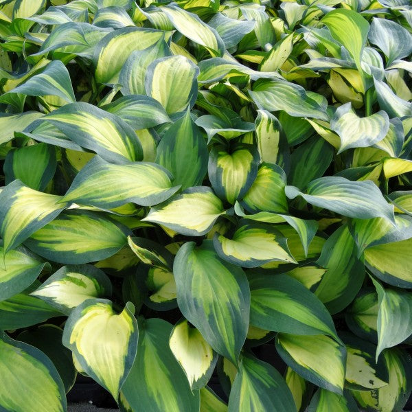 Forbidden Fruit Hosta