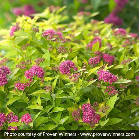 Double Play&reg; Gold Spirea