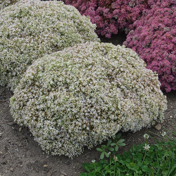 Rock 'N Round&trade; Bundle of Joy Sedum