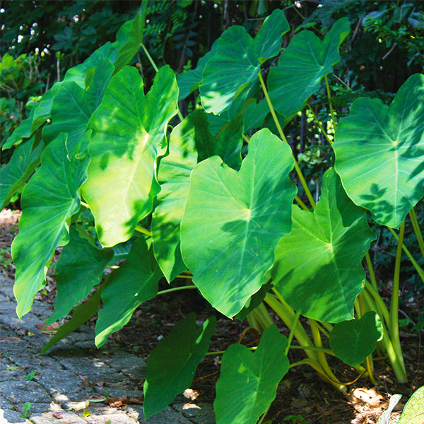 Colocasia Elephant Ears