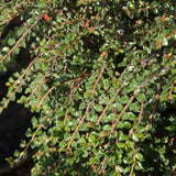 Tom Thumb Creeping Cotoneaster