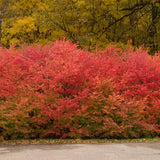 Winged Burning Bush