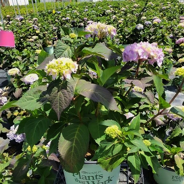 Rock-N-Roll&trade; Hydrangea