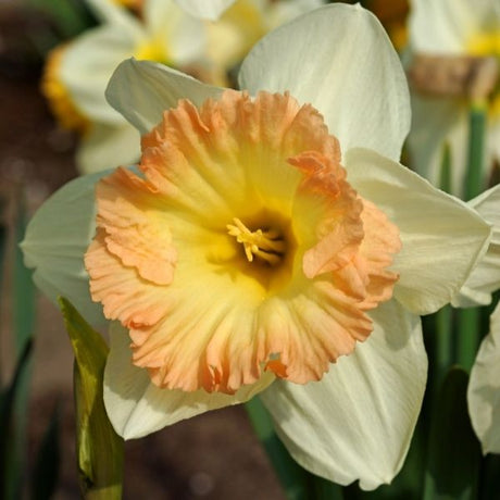 British Gamble Daffodil