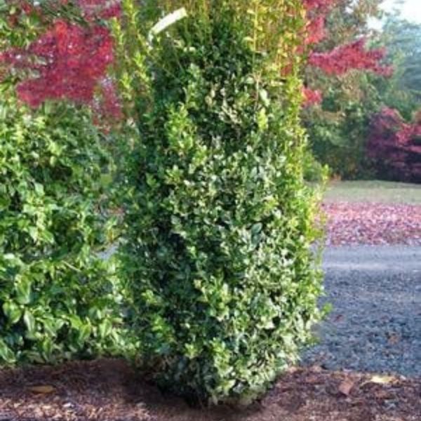 Fastigiata Upright Boxwood