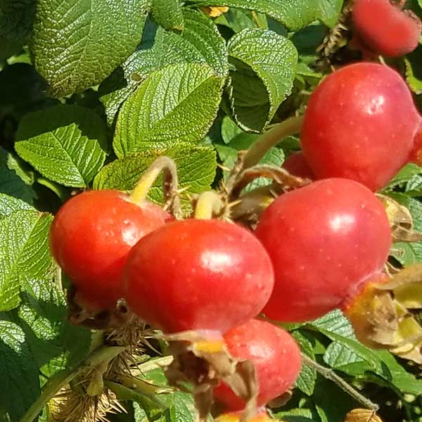 Pink Rugosa Rose