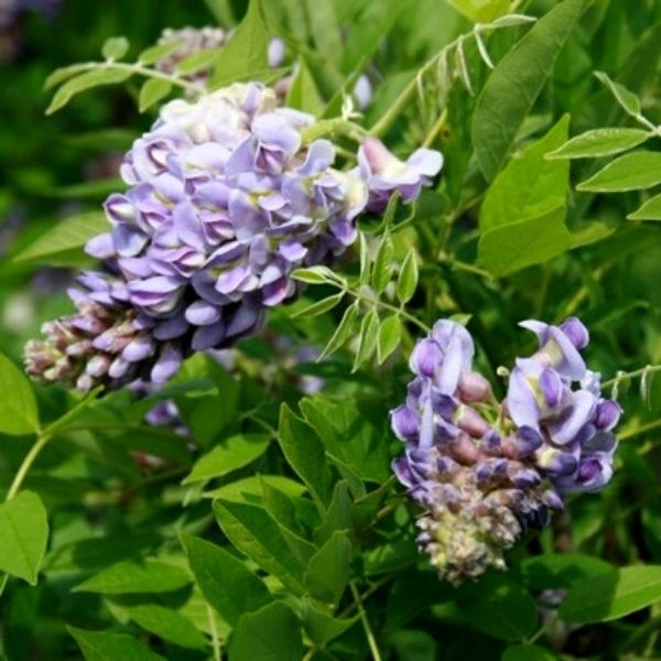 Amethyst Falls Wisteria Tree