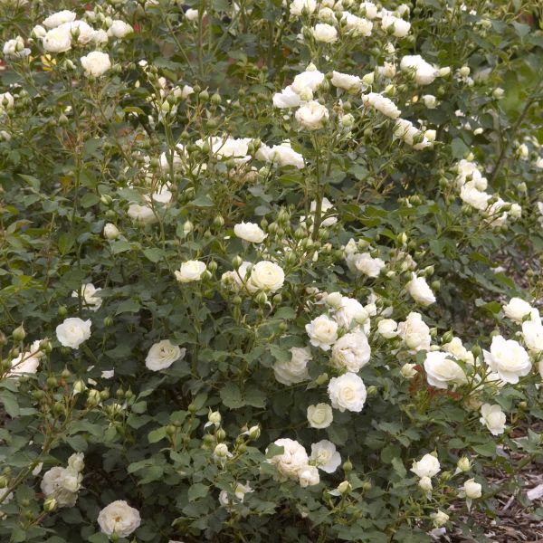 Easy Elegance&reg; Snowdrift Rose