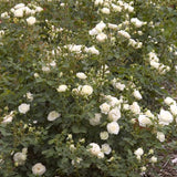 Easy Elegance&reg; Snowdrift Rose