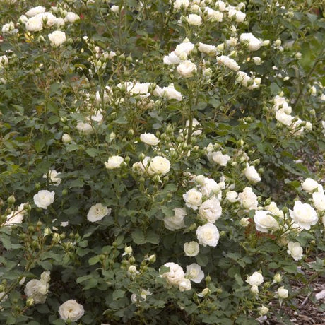 Easy Elegance&reg; Snowdrift Rose