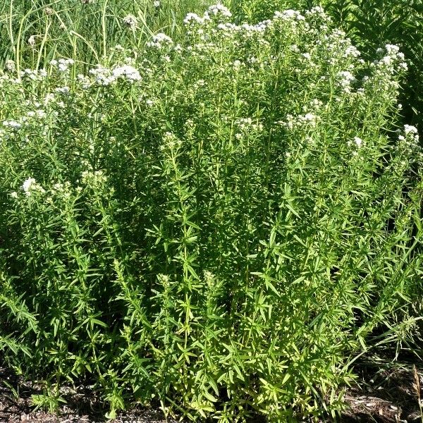 Mountain Mint