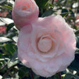 Nuccio's Pearl Camellia