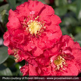 Proven Winners&reg; Color Choice&reg; Double Take&trade; Pink Quince